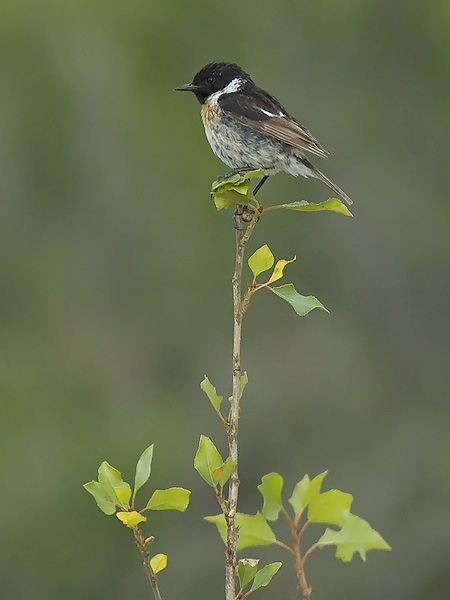 Mustapäätasku, European Stonechat, Saxicola rubicola